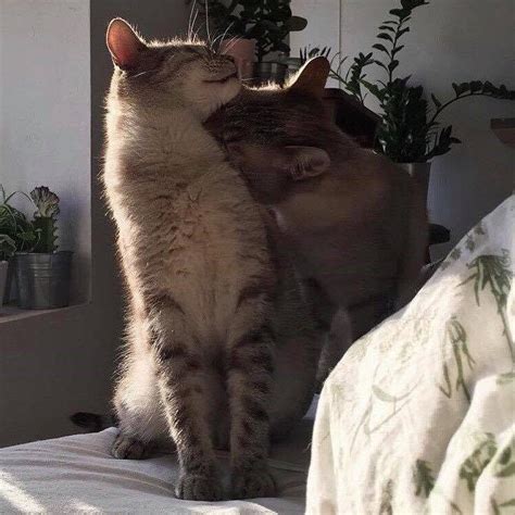 10 pictures of extremely lovey dovey cats that will melt your heart cat cuddle cats pretty cats