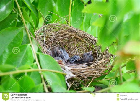 Baby Birds In Bird S Nest Stock Image Image Of Birds 55875857