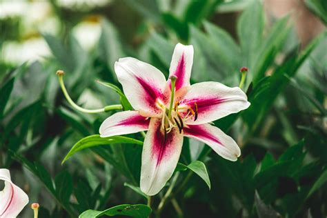Growing Lilies How To Plant Care For Lily Flowers E3E