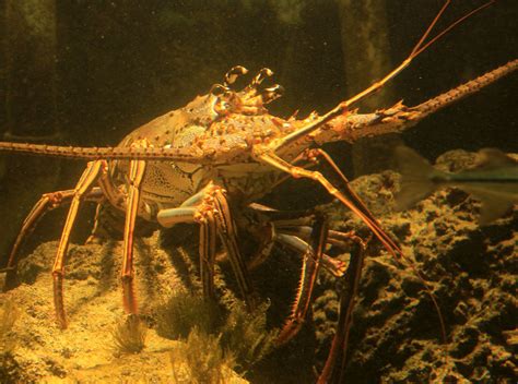 Spiny Lobster Image Free Stock Photo Public Domain Photo Cc0 Images