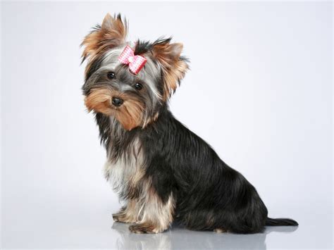 Especialidade De Cães Respondida