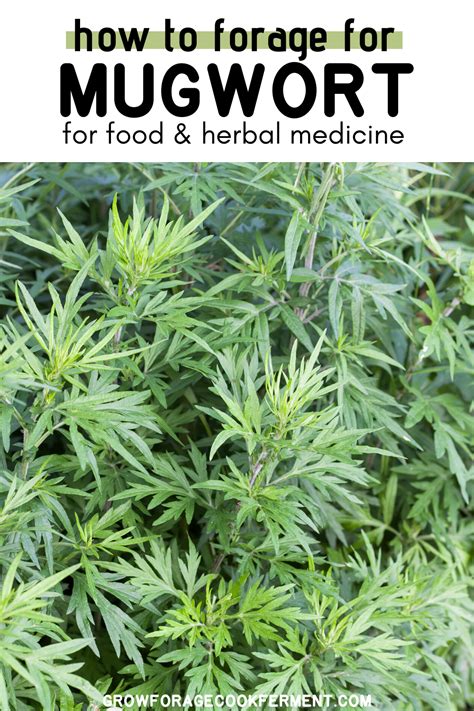 Foraging For Mugwort Medicinal Weeds Medicinal Wild Plants Edible