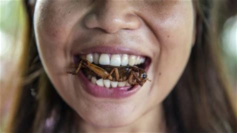 do cockroaches cause disease roach disease youtube