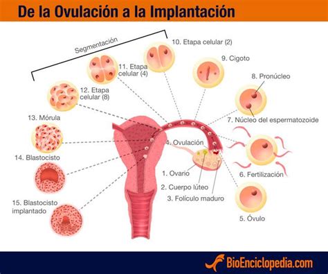 Sistema Reproductor Femenino Humano Bioenciclopedia Sistema