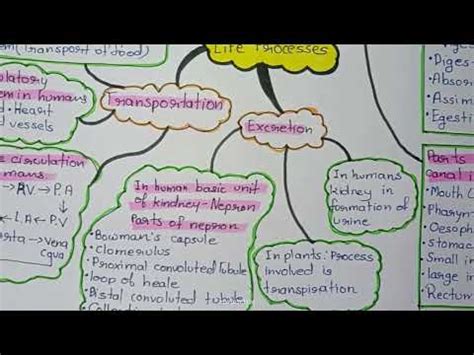 Life Processes Class Th Mind Map Class Th Biology Chapter Life Processes Mind Map Piyush