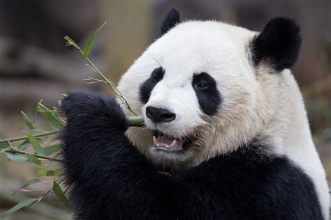 Panda Updates Wednesday November 17 Zoo Atlanta