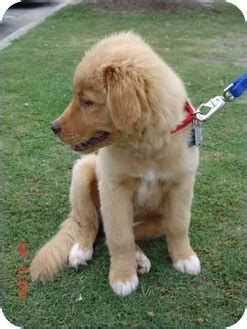 Join millions of people using oodle to find puppies for adoption, dog and puppy listings, and other pets adoption. Jacksonville, NC - Labrador Retriever. Meet Beau a Pet for ...
