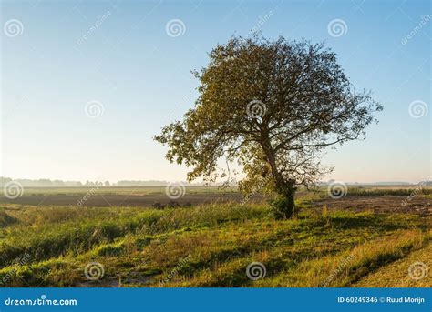 Lone Tree In Early Morning Sunlight Stock Photo Image Of Scenery