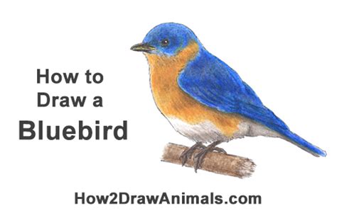 Male and female cardinals sitting on pine branches can be quickly and easily drawn using this tutorial. How to Draw a Bluebird VIDEO & Step-by-Step Pictures