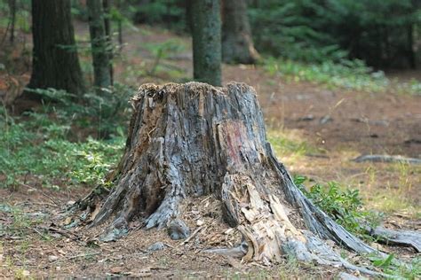 5 Useful Methods For Safely Removing Tree Stumps
