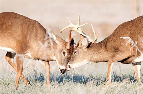 Whitetail Deer Fighting Stock Photos Pictures And Royalty Free Images