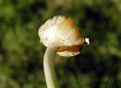 Wshgnet Blog Waxy Breakdown Of Garlic Gardeners Corner August 27