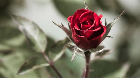 One Red Rose Hd Desktop Wallpapers Wallpaper Cave