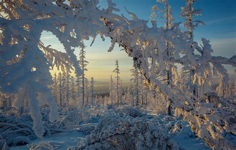 Wallpaper Winter Forest Snow Trees Branches Frost The Snow