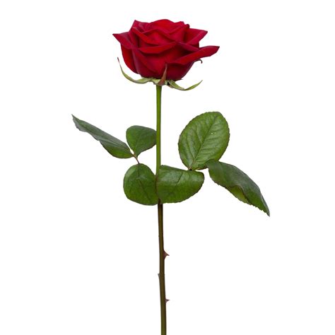 ✓ free for commercial use ✓ high quality images. Pin by Ruby on Red Rose Cottage in 2020 | Red rose png ...