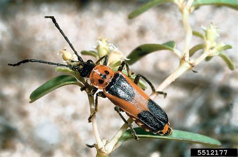 Colorado Plains Soldier Beetle Chauliognathus Basalis