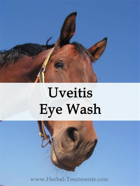 Uveitis Eye Inflammation Eye Wash For Horses Avnayt And Walthams