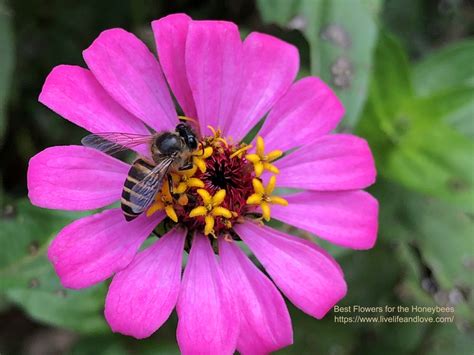 Best Flowers For The Honeybees Live Life And Love