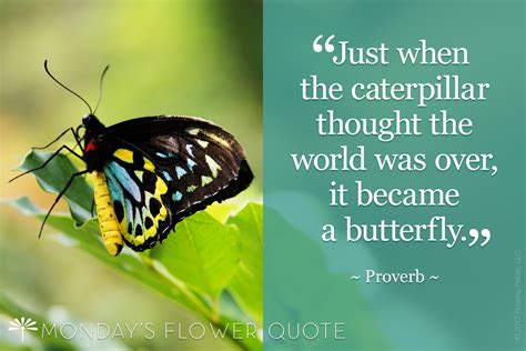 Caterpillar Thought The World Was Over Flower Quote Floating Petals