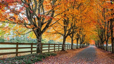Alley Trees Autumn Fence Way Viewes For Phone Wallpapers 1920x1080