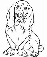 Coloring Dog Basset Hound Animal Printable Dogs sketch template
