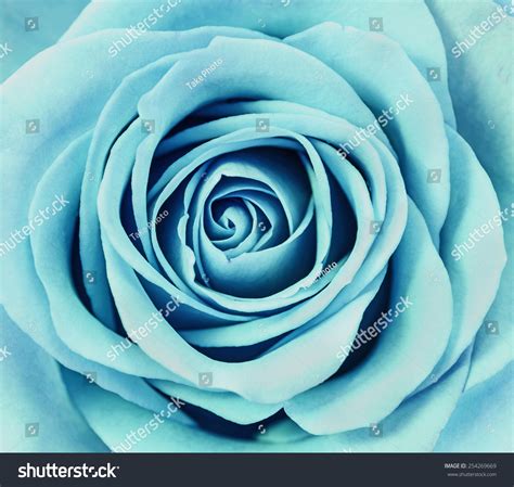 Close Light Blue Rose Petals Stock Photo 254269669 Shutterstock