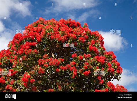 Australian Tree With Red Flowers Mambu Png
