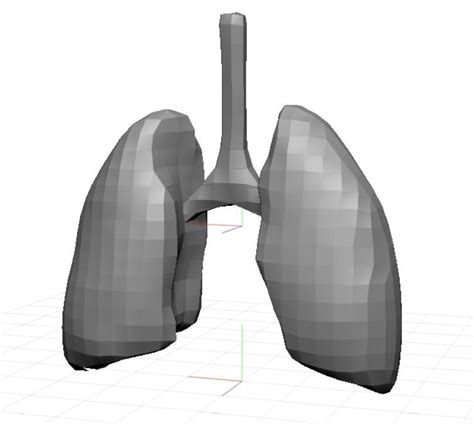 Human Lungs Low Poly Free Vr Ar Low Poly 3d Model Cgtrader