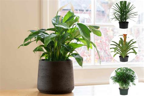 Large Indoor Plant Low Light 26 Best Large Indoor Plants
