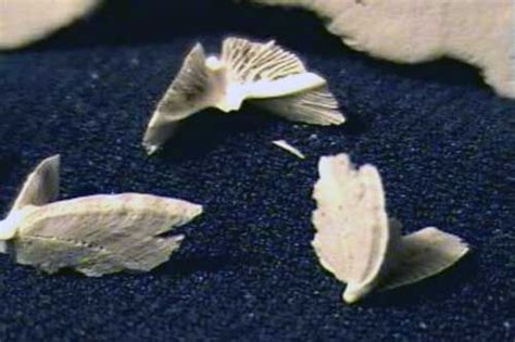 Sand Dollar Mouth Parts Also Known As Aristotles Lantern And