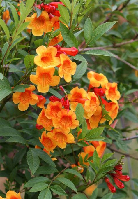 Tecoma Stans Orange Jubilee Beautiful Flowers Backyard Plants Trees