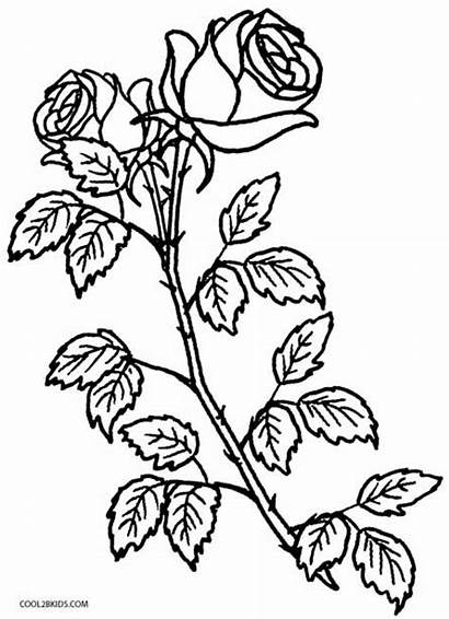 Coloring Rose Pages Plant Crosses Roses Printable
