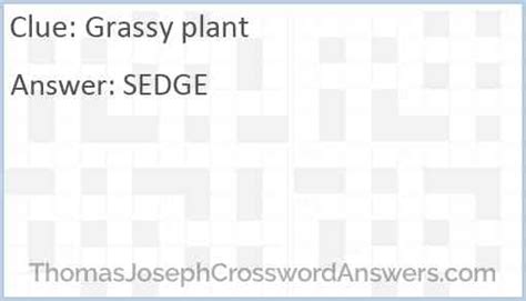 Grassy Plant Crossword Clue