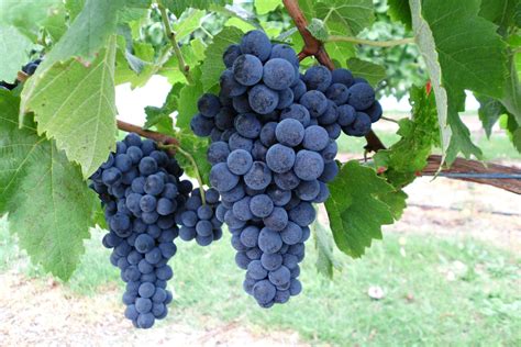 Alternative Wine Grape Evaluation In Manjimup Agriculture And Food