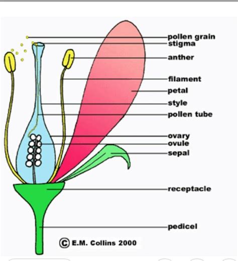 A Draw A Diagram Of The Longitudinal Section Of A Flower And Label On