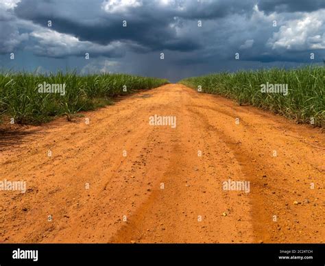 Rural Road Between Sugan Cane Plantation Stock Photo Alamy