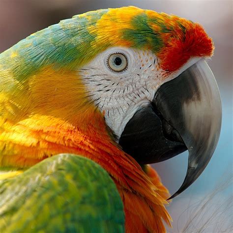Normal Beak Length Parrot Forum 🦜 Parrot Owners Community