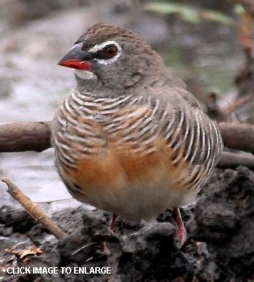 South africa is a large country, ranked 25th by size in the world, and is situated in the temperate latitudes and subtropics. African Quailfinch