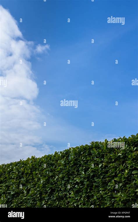 Trim Conifer Hedge High Resolution Stock Photography And Images Alamy