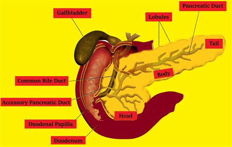 Draw A Neat Labeled Diagram Of The Pancreas With Their Associated