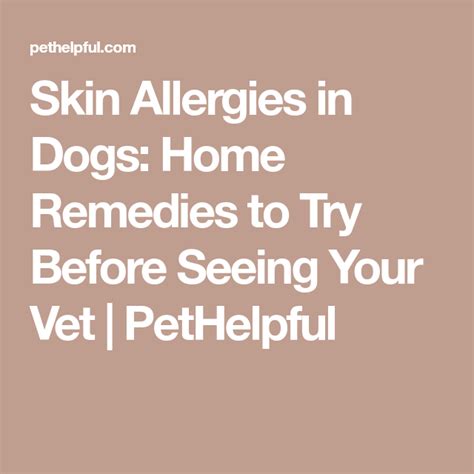 Skin Allergies In Dogs Home Remedies To Try Before Seeing Your Vet