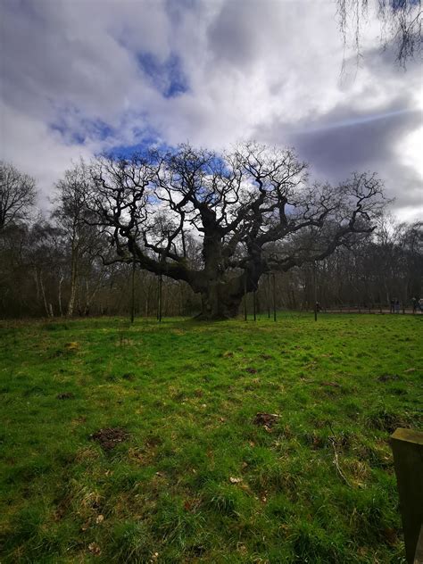 The Royal Oak Britains Oldest Oak Tree In Sherwood Forest Rbritpics