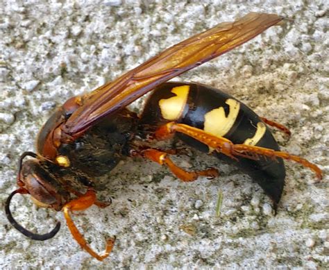 Cicada Killer Wasp Yellow Jacket