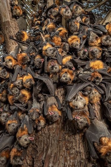 Flying Foxes Are Dying En Masse In Australia’s Extreme Heat