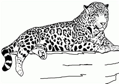 Cheetah Coloring Page Printable