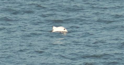 Incredibly Rare All White Porpoise Spotted Off The Coast Of Britain