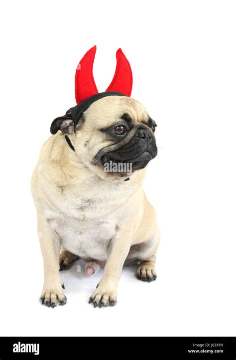 Optional Dog Studio Halloween Costume Funny Pug Devil Devils Optional