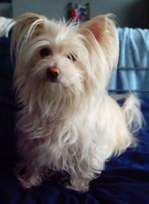 If you're into small dogs, a shih tzu chihuahua mix may be the ultimate expression of size and cuteness. 12 Unreal Chihuahua Cross Breeds You Have To See To Believe
