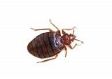 Bed Bug Control Research Pictures