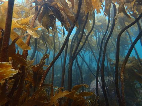 Why Kelp Needs Help The Noises